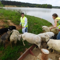 Převoz ovcí na ostrov remorkérem